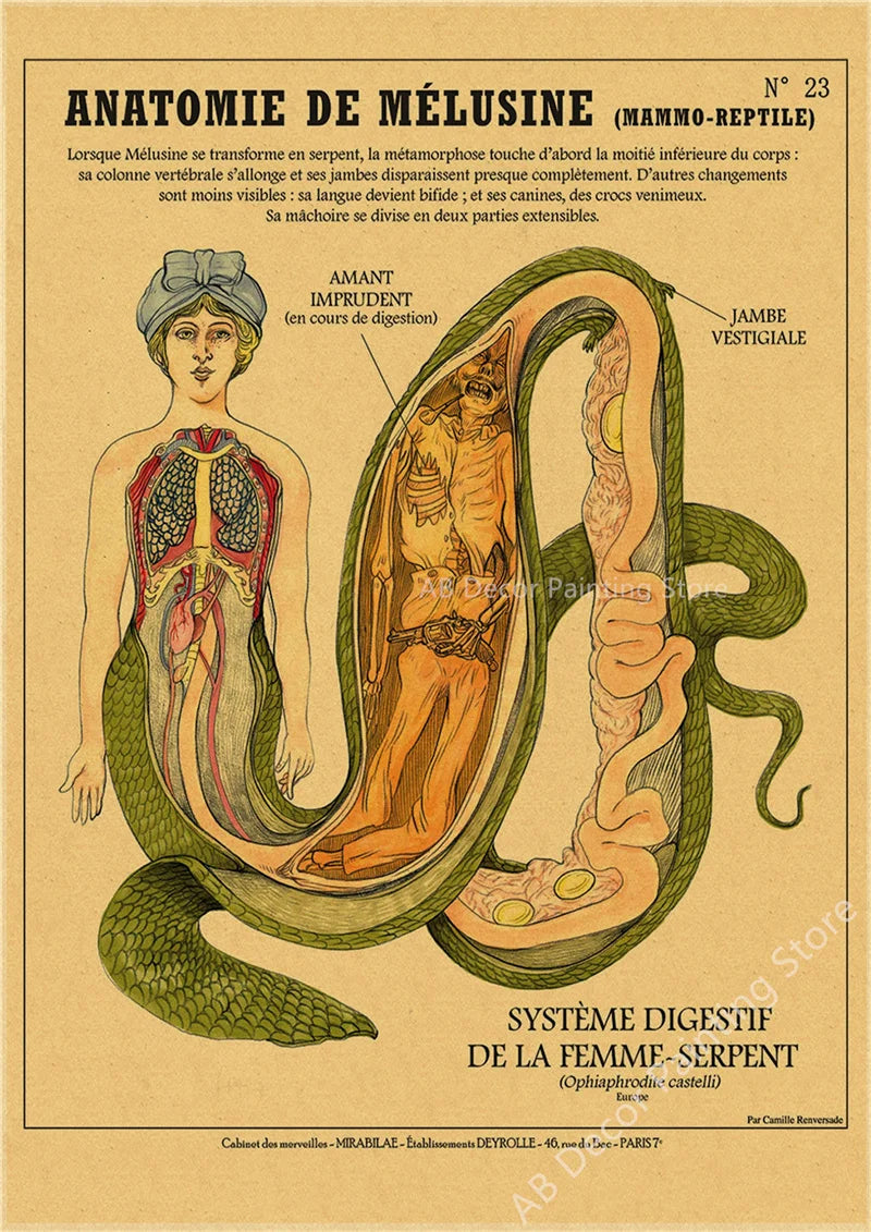 Affiche murale "Curieuse créatures"