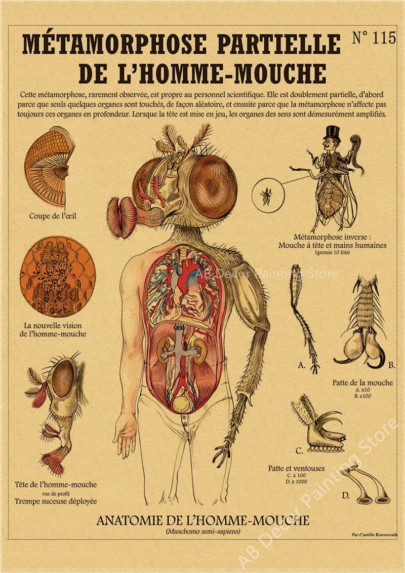 Affiche murale "Curieuse créatures"